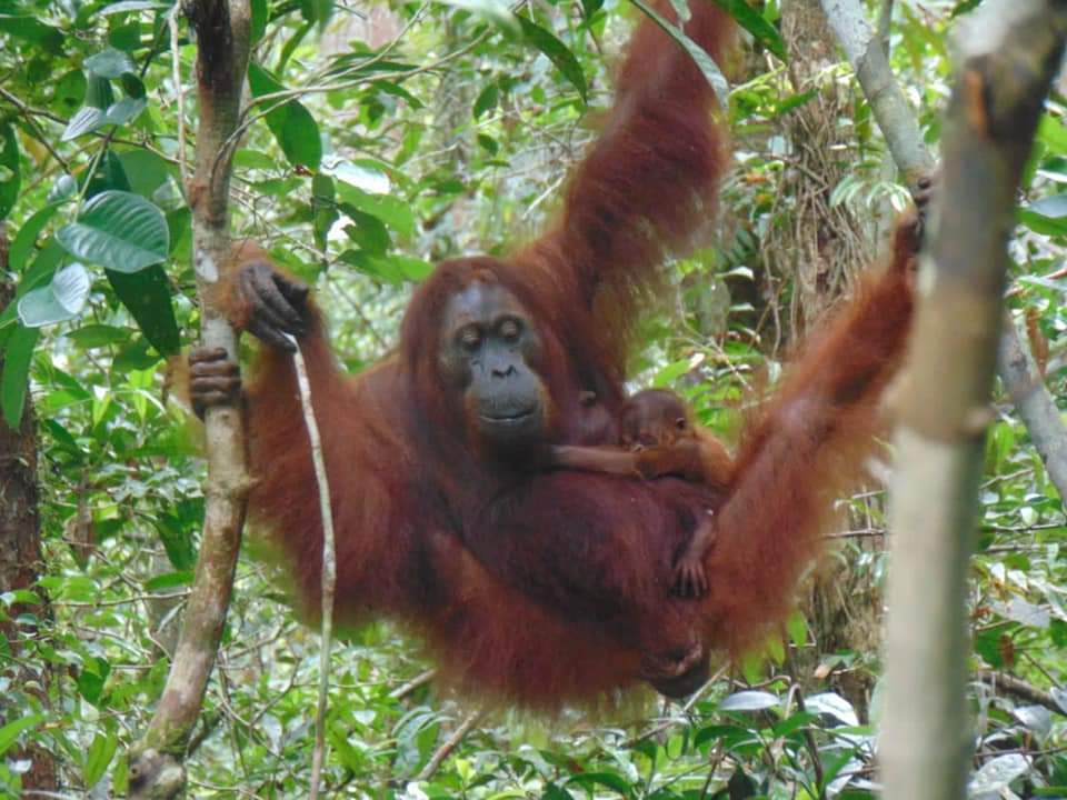 Orang Utan Camelia Tengah Menggendong Tasia Anaknya Yang Baru Lahir Di Camp Pelepas Liaran dan Pemantauan Gemini SML